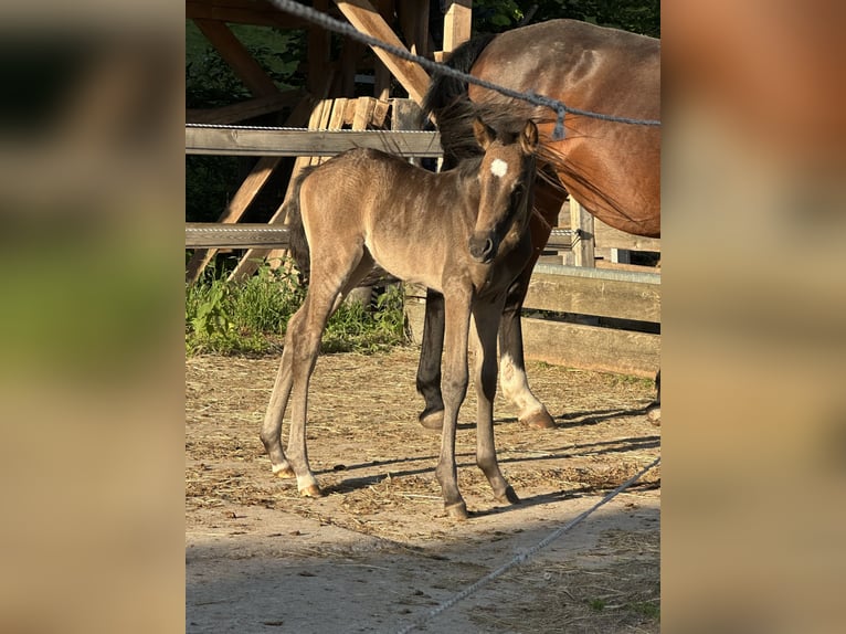 Deutsches Reitpony Stute Fohlen (05/2025) Buckskin in Renthendorf