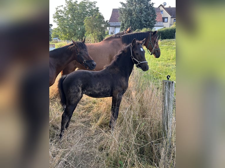 Deutsches Reitpony Stute Fohlen (05/2025) Buckskin in Renthendorf