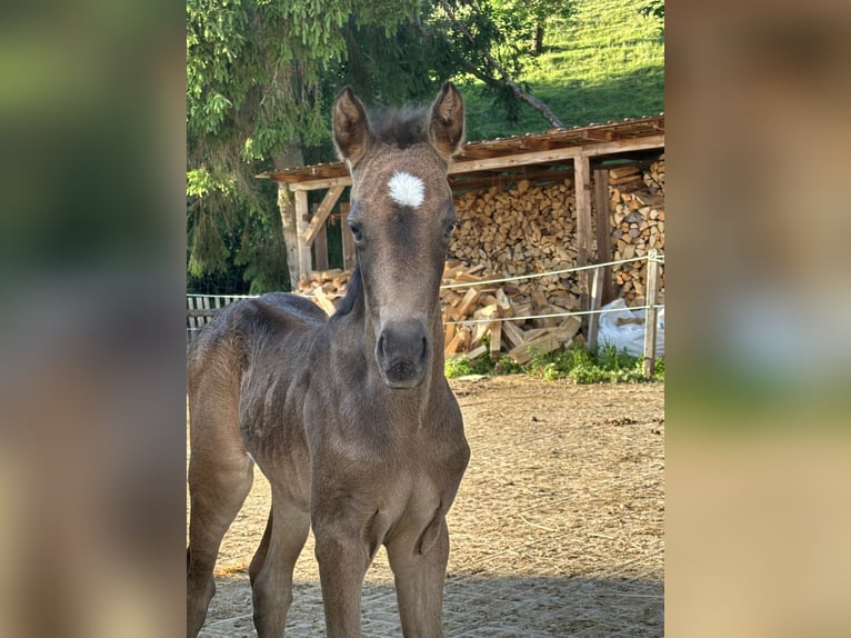 Deutsches Reitpony Stute Fohlen (05/2025) Buckskin in Renthendorf