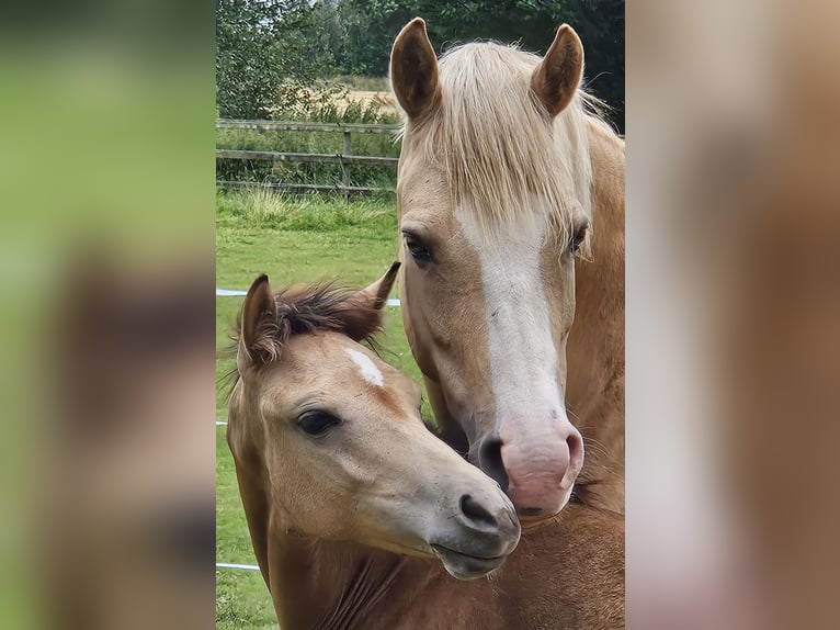 Deutsches Reitpony Stute Fohlen (03/2024) Buckskin in Bruchhausen-Vilsen