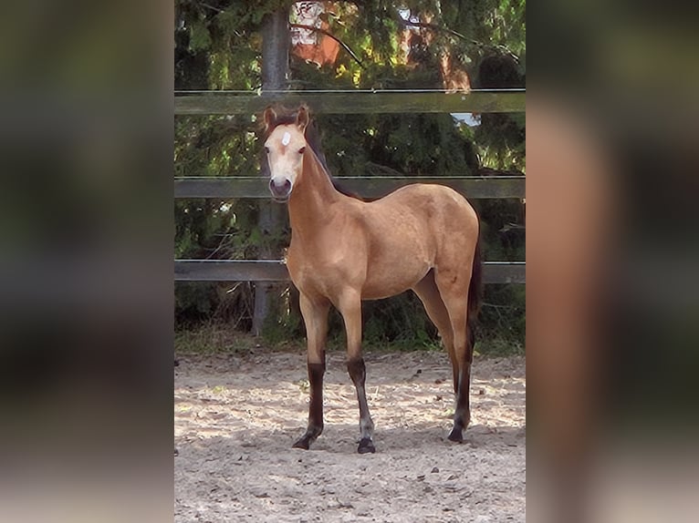 Deutsches Reitpony Stute Fohlen (03/2024) Buckskin in Bruchhausen-Vilsen