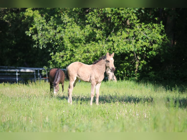 Deutsches Reitpony Stute Fohlen (03/2026) Buckskin in GöttingenGöttingen