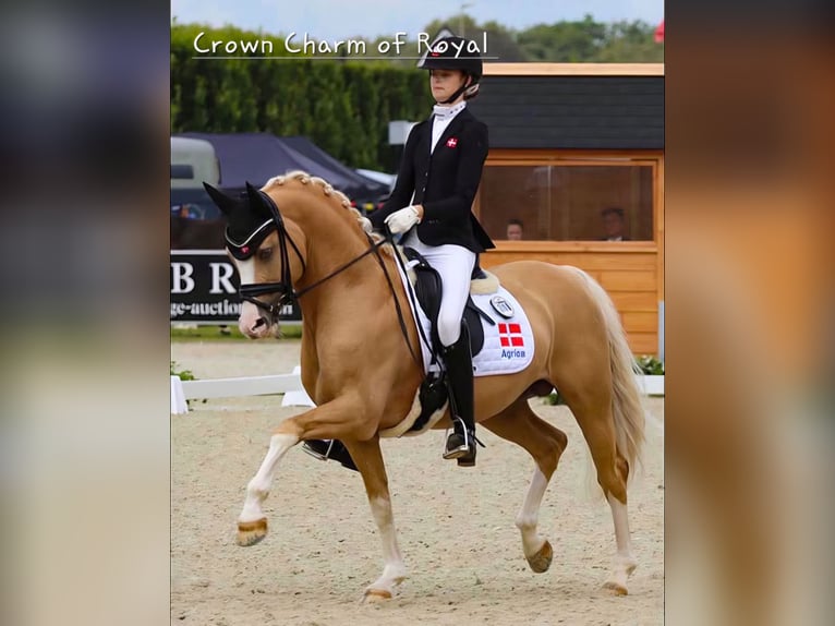 Deutsches Reitpony Stute Fohlen (05/2026) Buckskin in Lingen