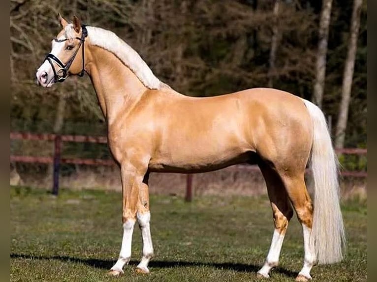Deutsches Reitpony Stute Fohlen (05/2026) Buckskin in Lingen