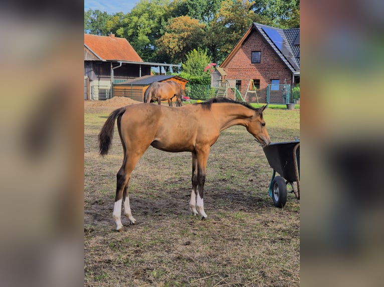 Deutsches Reitpony Stute Fohlen (05/2026) Buckskin in Lingen