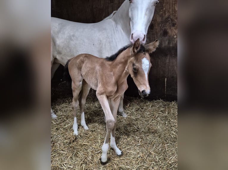 Deutsches Reitpony Stute Fohlen (05/2026) Buckskin in Lingen