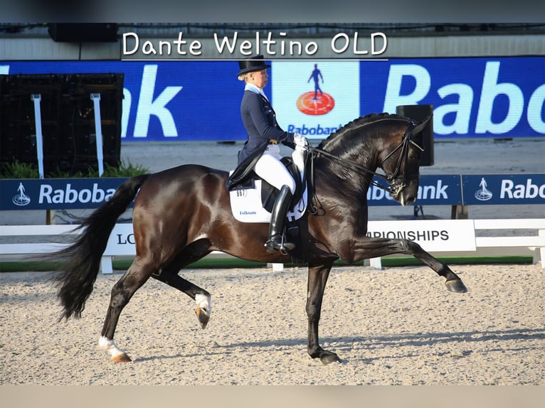 Deutsches Reitpony Stute Fohlen (05/2026) Buckskin in Lingen