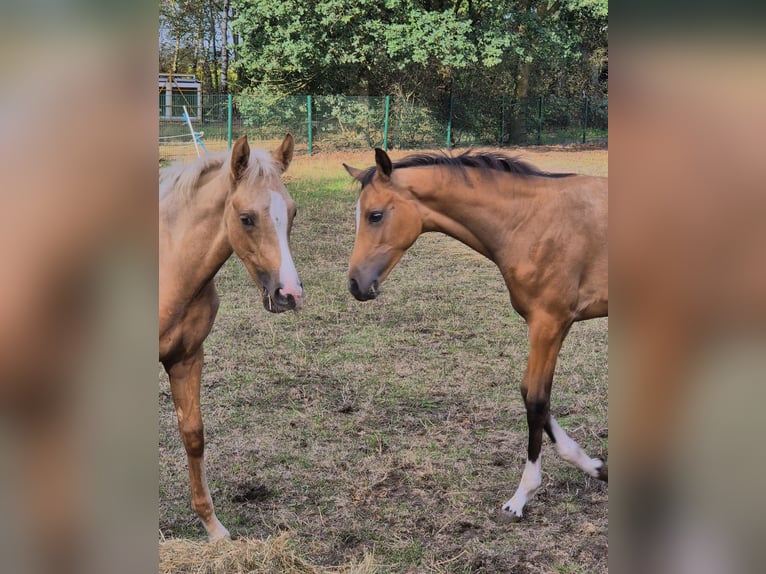 Deutsches Reitpony Stute Fohlen (05/2026) Buckskin in Lingen