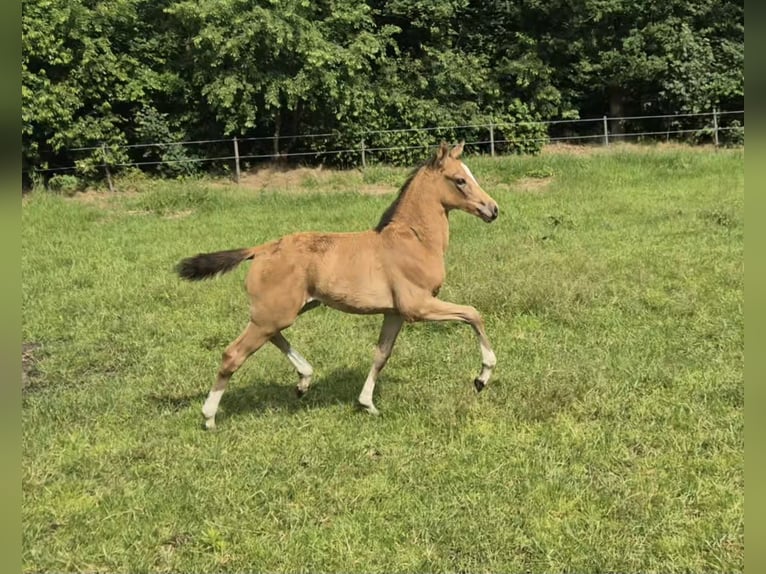 Deutsches Reitpony Stute Fohlen (05/2026) Buckskin in Lingen