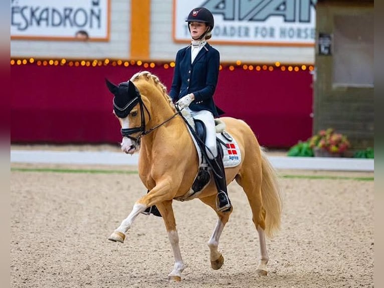 Deutsches Reitpony Stute Fohlen (05/2026) Buckskin in Lingen