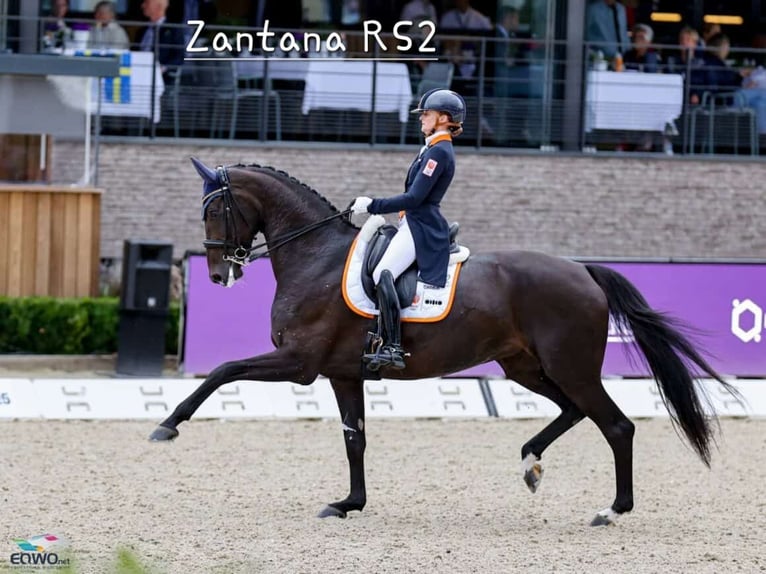 Deutsches Reitpony Stute Fohlen (05/2026) Buckskin in Lingen