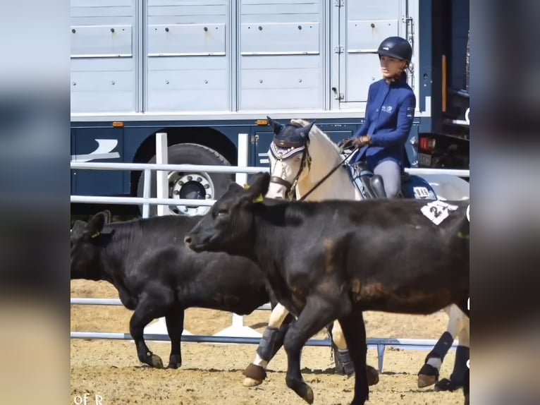 Deutsches Reitpony Stute Fohlen (05/2026) Buckskin in Lingen