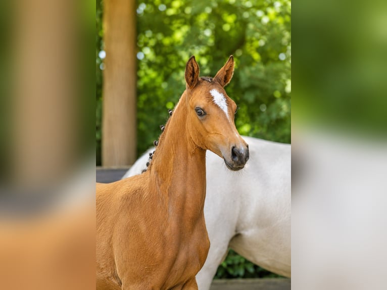 Deutsches Reitpony Stute Fohlen (05/2026) Buckskin in Lingen