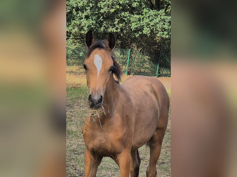 Deutsches Reitpony Stute Fohlen (05/2026) Buckskin in Lingen