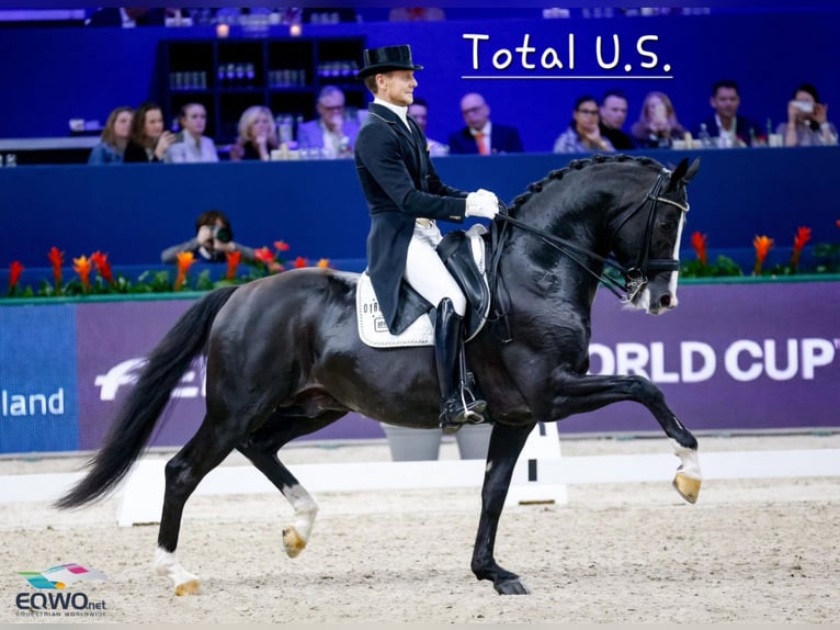 Deutsches Reitpony Stute Fohlen (05/2026) Buckskin in Lingen