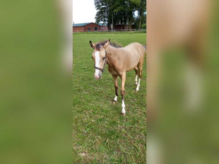 Deutsches Reitpony Stute Fohlen (02/2024) Buckskin in Vreden