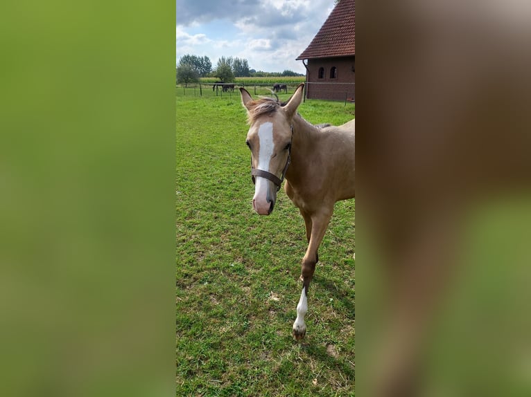 Deutsches Reitpony Stute Fohlen (02/2024) Buckskin in Vreden