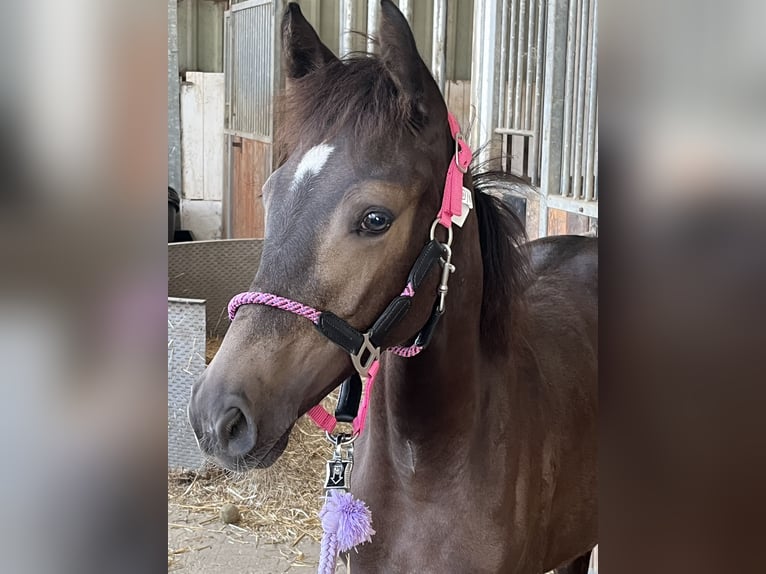 Deutsches Reitpony Stute Fohlen (03/2026) Buckskin in Hiddenhausen