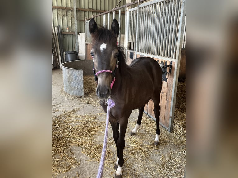 Deutsches Reitpony Stute Fohlen (03/2026) Buckskin in Hiddenhausen
