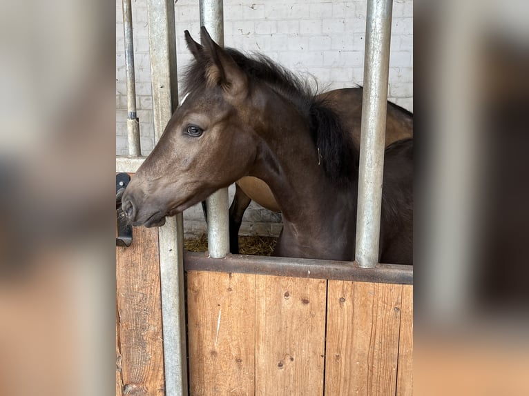 Deutsches Reitpony Stute Fohlen (03/2026) Buckskin in Hiddenhausen