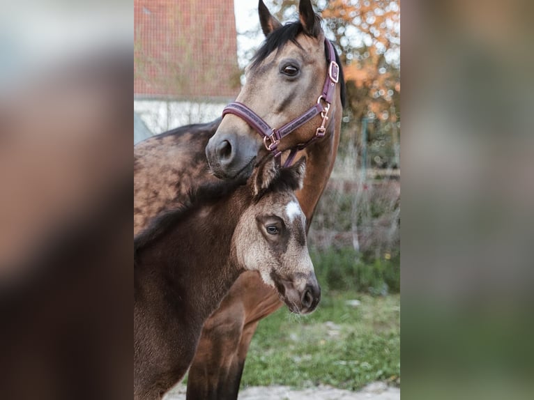 Deutsches Reitpony Stute Fohlen (03/2026) Buckskin in Hiddenhausen