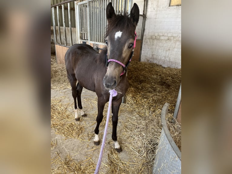 Deutsches Reitpony Stute Fohlen (03/2026) Buckskin in Hiddenhausen