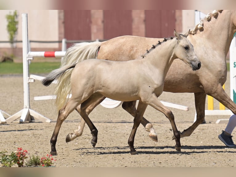 Deutsches Reitpony Stute Fohlen (04/2025) Buckskin in Niedermohr Deutsches Reitpony Stute Fohlen (04/2025) Buckskin in Niedermohr
