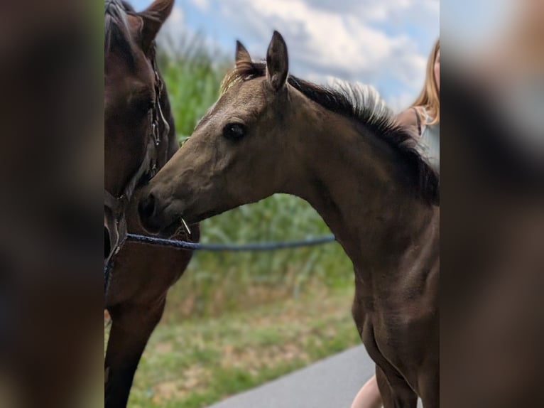 Deutsches Reitpony Stute Fohlen (04/2026) Buckskin in Heek