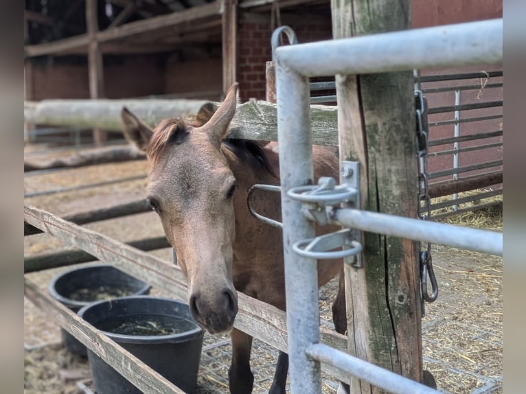 Deutsches Reitpony Stute Fohlen (04/2026) Buckskin in Heek