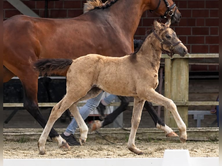 Deutsches Reitpony Stute Fohlen (04/2026) Buckskin in Heek