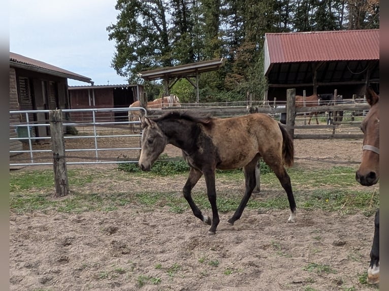 Deutsches Reitpony Stute Fohlen (04/2026) Buckskin in Heek