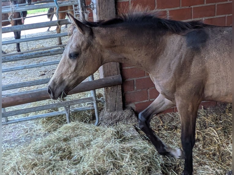 Deutsches Reitpony Stute Fohlen (04/2026) Buckskin in Heek