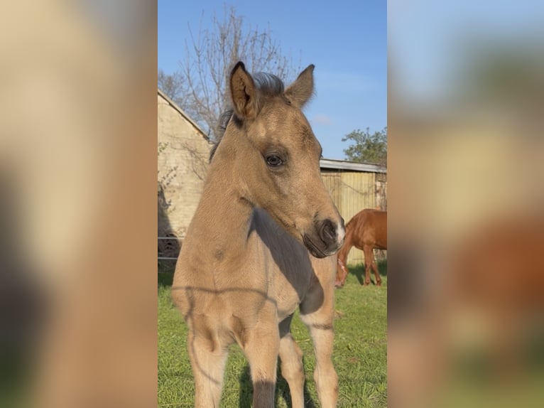 Deutsches Reitpony Stute Fohlen (04/2026) Buckskin in Mannhausen