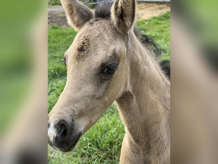 Deutsches Reitpony Stute Fohlen (04/2026) Buckskin in Mannhausen