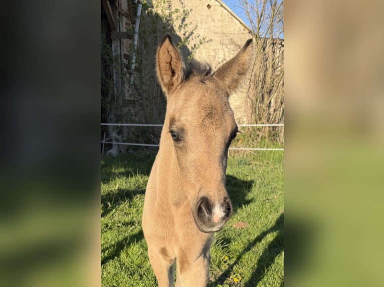 Deutsches Reitpony Stute Fohlen (04/2026) Buckskin in Mannhausen