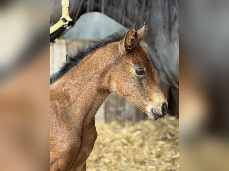 Deutsches Reitpony Stute Fohlen (04/2026) Buckskin in Mannhausen