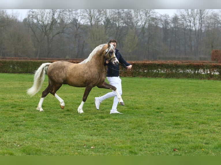 Deutsches Reitpony Stute Fohlen (04/2026) Buckskin in Geldern
