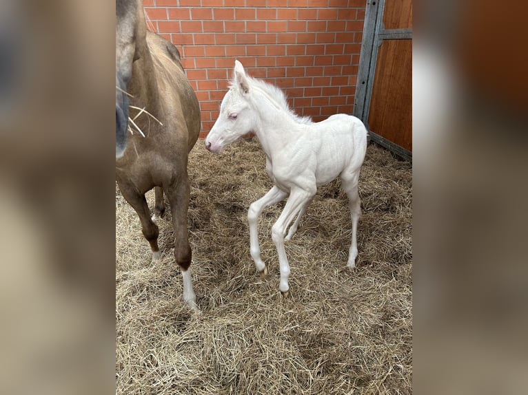 Deutsches Reitpony Stute  Cremello in Gro&#xDF;heide