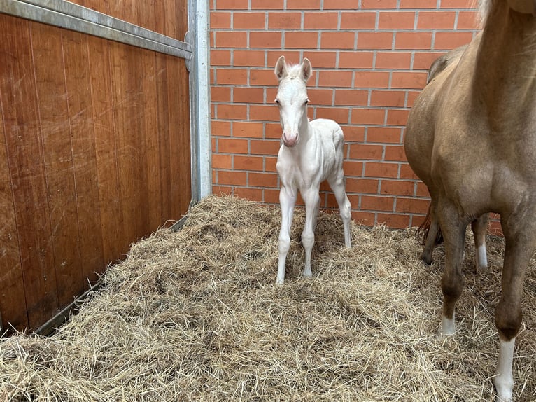 Deutsches Reitpony Stute  Cremello in Gro&#xDF;heide