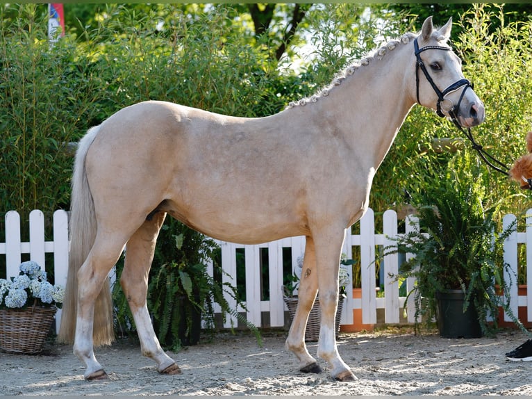 Deutsches Reitpony Stute  Cremello in Schwanewede