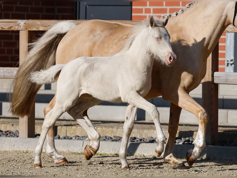 Deutsches Reitpony Stute  Cremello in Schwanewede