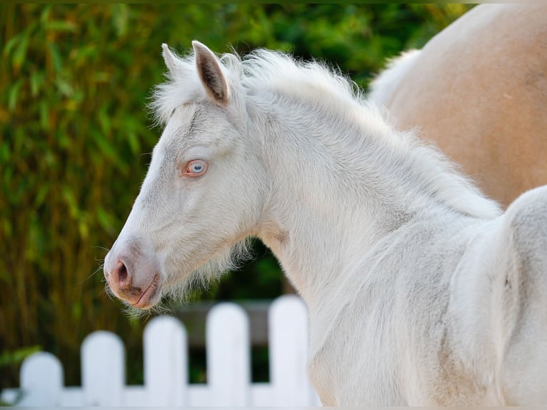 Deutsches Reitpony Stute  Cremello in Schwanewede