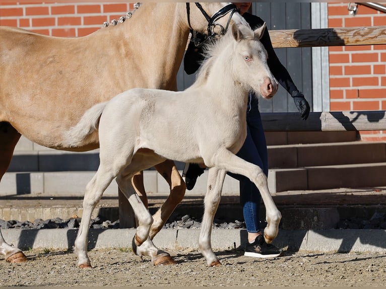 Deutsches Reitpony Stute  Cremello in Schwanewede