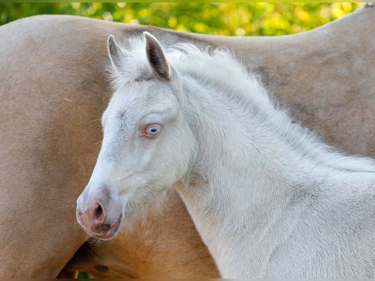 Deutsches Reitpony Stute  Cremello in Schwanewede