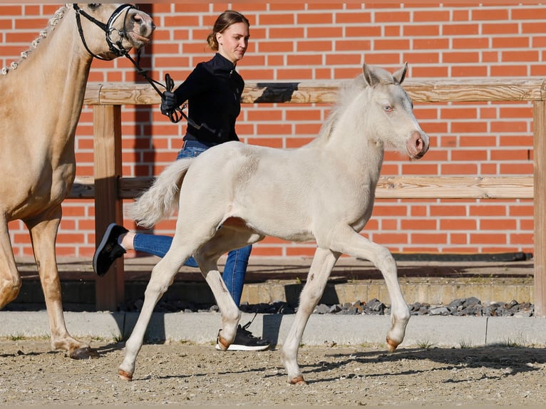 Deutsches Reitpony Stute  Cremello in Schwanewede
