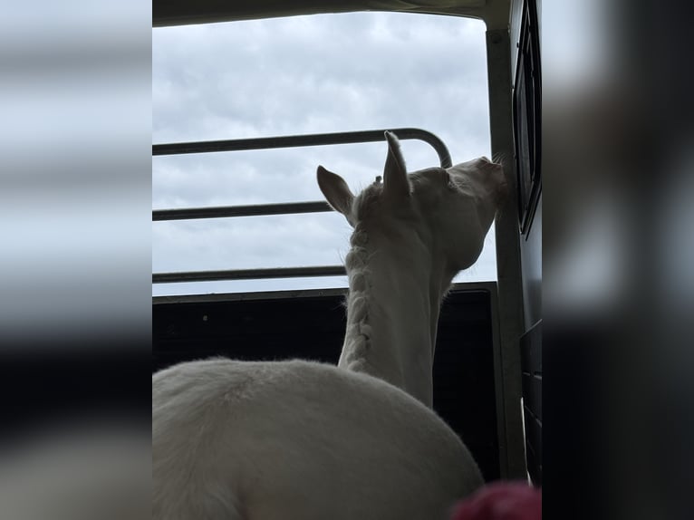 Deutsches Reitpony Stute Fohlen (02/2025) Cremello in Rehhorst