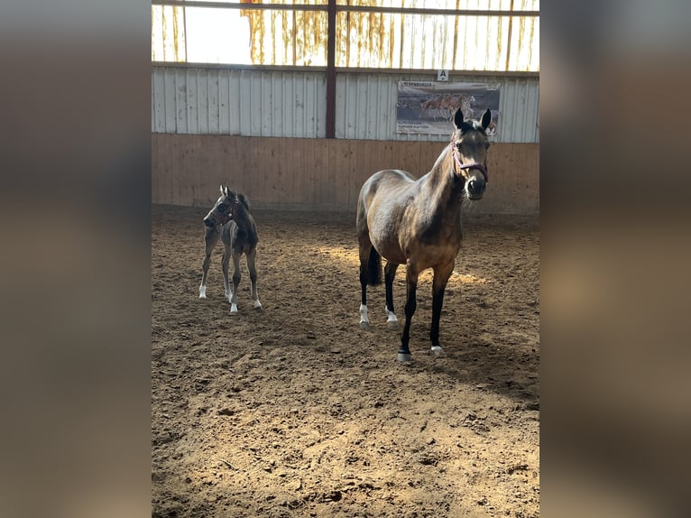 Deutsches Reitpony Stute Fohlen (03/2026)  in Hiddenhausen