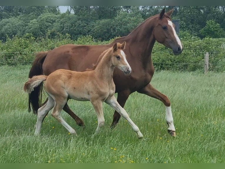 Deutsches Reitpony Stute  in H&#xF6;rsten