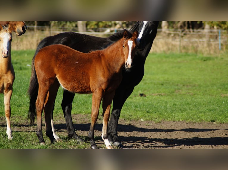 Deutsches Reitpony Stute Fohlen (04/2025) in Merzen