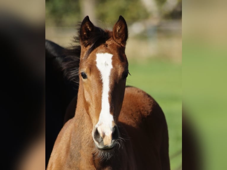 Deutsches Reitpony Stute Fohlen (04/2025) in Merzen